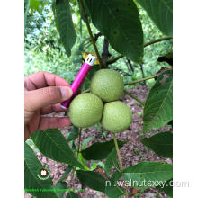 Hot Sales Chinese Walnut Kernels Light Color Helften (LH)